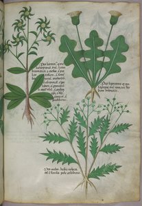 Illustrazione botanica, 1440 circa (inchiostro e colore su pergamena) da Italian School