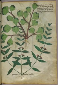 Illustrazione botanica, 1440 circa (inchiostro e colore su pergamena) da Italian School