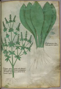 Illustrazione botanica, 1440 circa (inchiostro e colore su pergamena) da Italian School