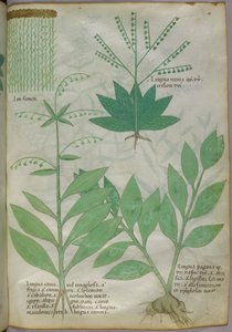 Illustrazione botanica, 1440 circa (inchiostro e colore su pergamena)