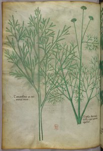Illustrazione botanica, 1440 circa (inchiostro e colore su pergamena) da Italian School
