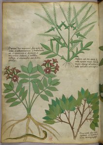 Illustrazione botanica, 1440 circa (inchiostro e colore su pergamena)