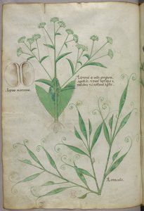 Illustrazione botanica, 1440 circa (inchiostro e colore su pergamena)