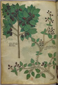 Illustrazione botanica, 1440 circa (inchiostro e colore su pergamena)