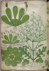 Illustrazione botanica, 1440 circa (inchiostro e colore su pergamena) da Italian School