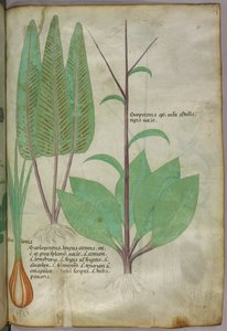 Illustrazione botanica, 1440 circa (inchiostro e colore su pergamena)