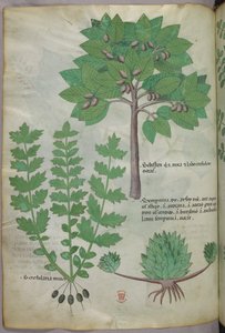 Illustrazione botanica, 1440 circa (inchiostro e colore su pergamena)