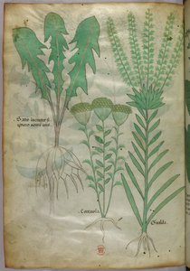 Illustrazione botanica, 1440 circa (inchiostro e colore su pergamena)