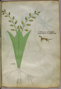 Illustrazione botanica, 1440 circa (inchiostro e colore su pergamena) da Italian School