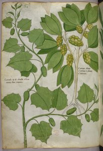 Illustrazione botanica, 1440 circa (inchiostro e colore su pergamena)