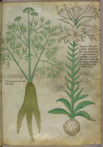 Illustrazione botanica, 1440 circa (inchiostro e colore su pergamena) da Italian School