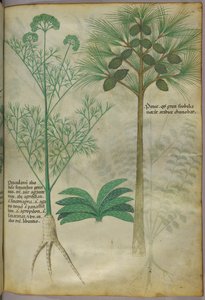 Illustrazione botanica, 1440 circa (inchiostro e colore su pergamena) da Italian School
