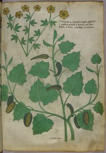 Illustrazione botanica, 1440 circa (inchiostro e colore su pergamena)