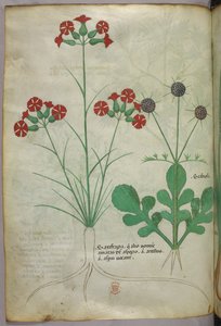 Illustrazione botanica, 1440 circa (inchiostro e colore su pergamena) da Italian School