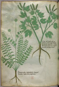 Illustrazione botanica, 1440 circa (inchiostro e colore su pergamena)