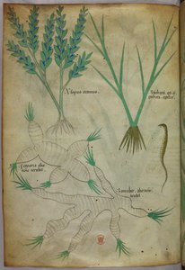 Illustrazione botanica, 1440 circa (inchiostro e colore su pergamena) da Italian School