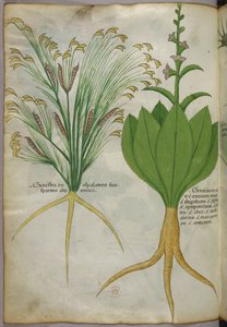 Illustrazione botanica, 1440 circa (inchiostro e colore su pergamena) da Italian School