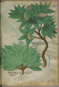 Illustrazione botanica, 1440 circa (inchiostro e colore su pergamena)