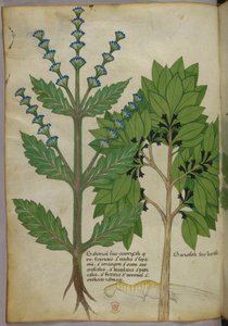 Illustrazione botanica da Herbal, Tractatus de Herbis, Sloane 4016 f.39v, 1440 circa (inchiostro e colore su pergamena)