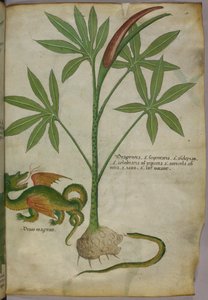 Illustrazione botanica di una pianta, un drago e un serpente, 1440 circa (inchiostro e colore su pergamena) da Italian School