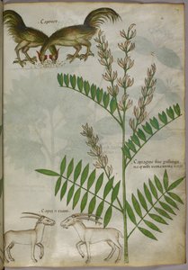 Illustrazione botanica di una pianta, due capre e due uccelli, 1440 circa (inchiostro e colore su pergamena) da Italian School