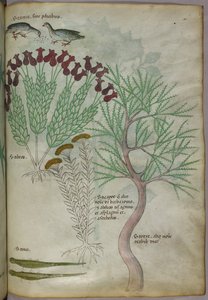 Illustrazione botanica di una pianta con uccelli e insetti, 1440 circa (inchiostro e colore su pergamena) da Italian School