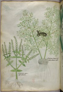 Illustrazione botanica di una pianta di basilico dolce [ocimum] e di una lepre tra gli asparagi [palatio leporis], 1440 circa (inchiostro e colore su pergamena) da Italian School