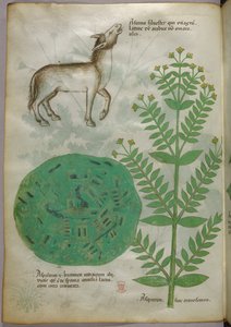 Illustrazione botanica di pianta con cavallo, 1440 circa (inchiostro e colore su pergamena) da Italian School