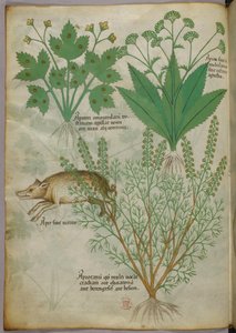 Illustrazione botanica di piante e di un cinghiale, 1440 circa (inchiostro e colore su pergamena) da Italian School