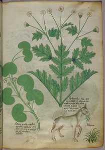 Illustrazione botanica di piante e di un asino, 1440 circa (inchiostro e colore su pergamena) da Italian School
