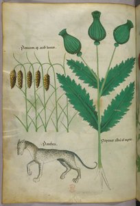 Illustrazione botanica di piante e di una pantera, 1440 circa (inchiostro e colore su pergamena) da Italian School