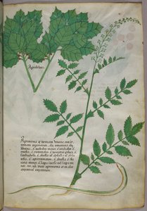 Illustrazione botanica di piante e di un serpente, 1440 circa (inchiostro e colore su pergamena) da Italian School