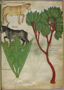 Illustrazione botanica di piante e tori, 1440 circa (inchiostro e colore su pergamena) da Italian School