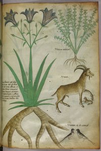 Illustrazione botanica di piante, uccelli e capre, 1440 circa (inchiostro e colore su pergamena) da Italian School