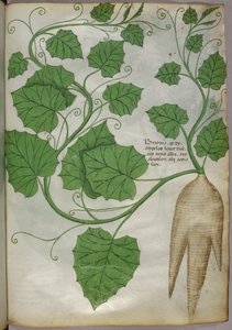 Illustrazione botanica di piante, 1440 circa (inchiostro e colore su pergamena)