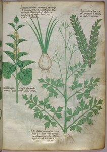 Illustrazione botanica di piante, 1440 circa (inchiostro e colore su pergamena) da Italian School