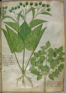 Illustrazione botanica di piante, 1440 circa (inchiostro e colore su pergamena)