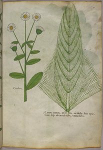 Illustrazione botanica di piante, 1440 circa (inchiostro e colore su pergamena) da Italian School