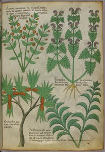 Illustrazione botanica di piante, 1440 circa (inchiostro e colore su pergamena) da Italian School