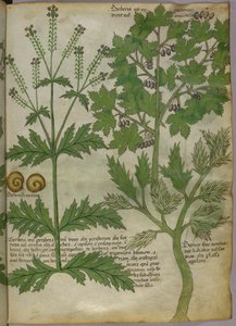 Illustrazione botanica di piante, 1440 circa (inchiostro e colore su pergamena) da Italian School