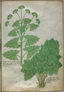 Illustrazione botanica di piante, 1440 circa (inchiostro e colore su pergamena) da Italian School