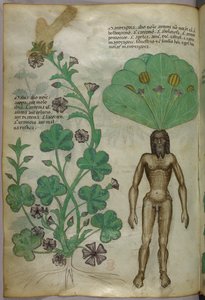 Illustrazione botanica di piante, tra cui una pianta di mandragola con un corpo maschile nudo come radice, 1440 circa (inchiostro e colore su pergamena)