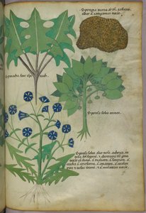 Illustrazione botanica di piante, tra cui una spugna, 1440 circa (inchiostro e colore su pergamena) da Italian School