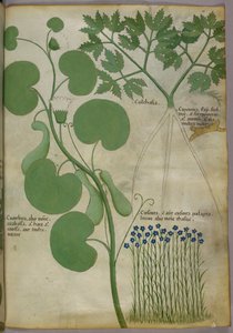 Illustrazione botanica di piante, compresi i fiori, 1440 circa (inchiostro e colore su pergamena)
