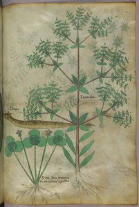 Illustrazione botanica di piante con un animale, 1440 circa (inchiostro e colore su pergamena) da Italian School