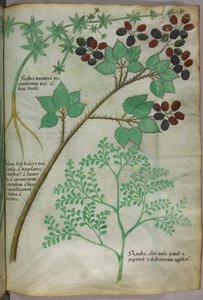 Illustrazioni botaniche di robbia [rubea]; mora [rubus]; ruta [ruta], 1440 circa (inchiostro e colore su pergamena)