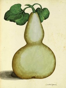Zucca di Ulisse Aldrovandi da Italian School