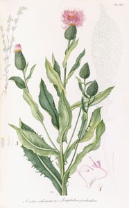 Cardus cichoraceus e Gnaphalium penduculare, 1811-1838