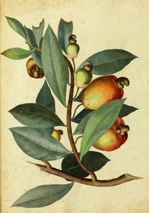 Anacardio di Ulisse Aldrovandi da Italian School