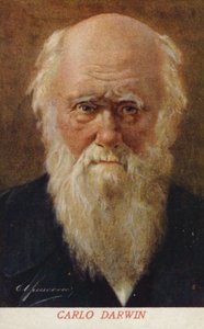 Charles Darwin (1809-1882), naturalista inglese (litografia a colori) da Italian School